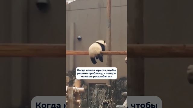 #юрист #консультация #помощь #помощьюриста