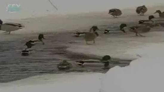 Птицы. Зимовка кочующих и перелетных птиц смотреть онлайн