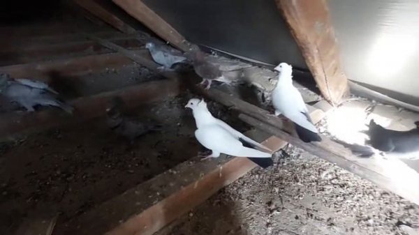 Голуби едят ячмень