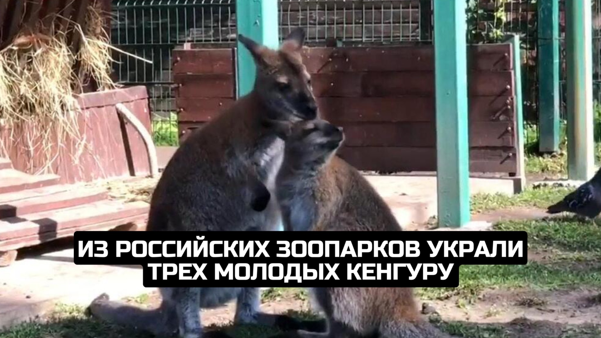 Из российских зоопарков украли трех молодых кенгуру смотреть онлайн