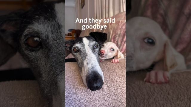 Rescued at a day old baking in the sun! смотреть онлайн