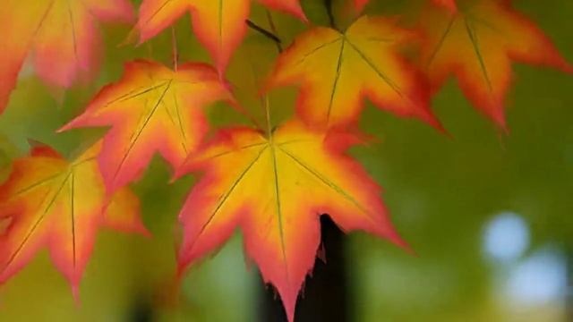 Шёпот деревьев_Музыкальные истории смотреть онлайн