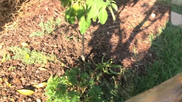 Cocktail Fruit Tree (Late Summer Heavy Pruning) смотреть онлайн