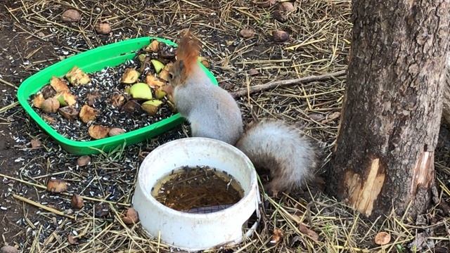 Милые белочки в Тайгане! Cute squirrels in Taigan! смотреть онлайн