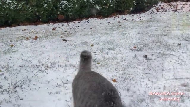 Many Snow Garden And Cat Sakura 白く覆われた綺麗なお庭。 смотреть онлайн