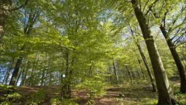 "Frühlingsbotschaft" von Gustav Falke, vom Wortmann gelesen смотреть онлайн