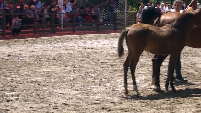 DSCN4059 Терский конный завод,Железноводск