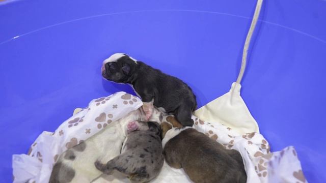 Собака родила, но кормит не своих щенков! А что с её щенками? смотреть онлайн