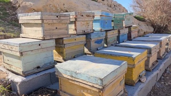 "Transforming Our yard: Creating a Beautiful Oasis with Amir and Family"