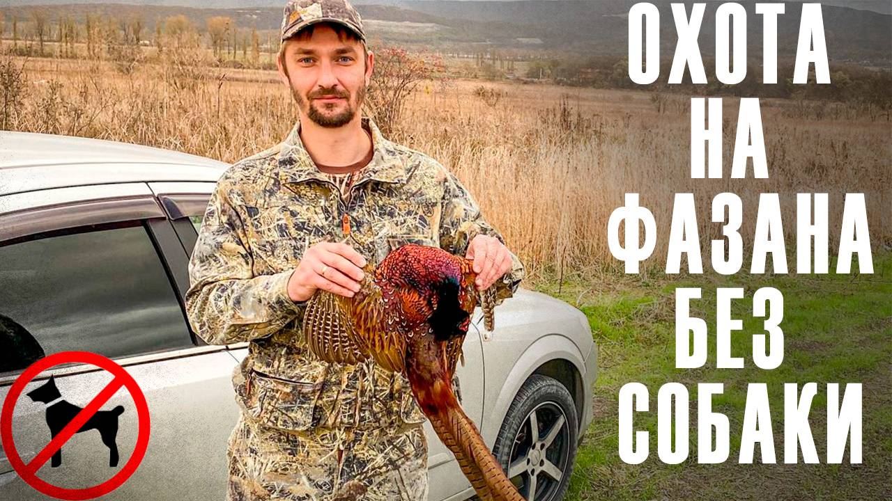 Охота на фазана / трудовая охота без собаки. смотреть онлайн