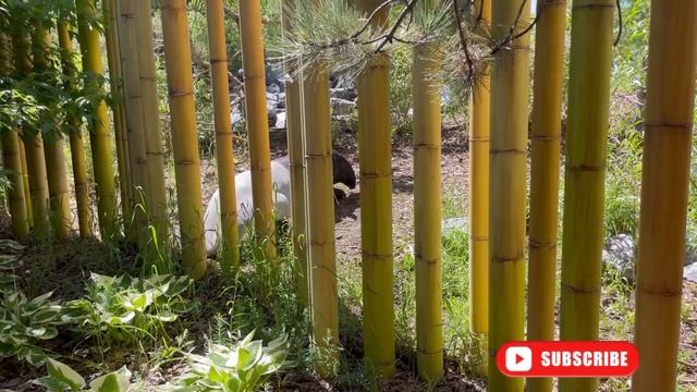 A day at Calgary zoo! / Sunday vlog / Telugu vlogs in Canada 🇨🇦/ Poojitha karthik смотреть онлайн