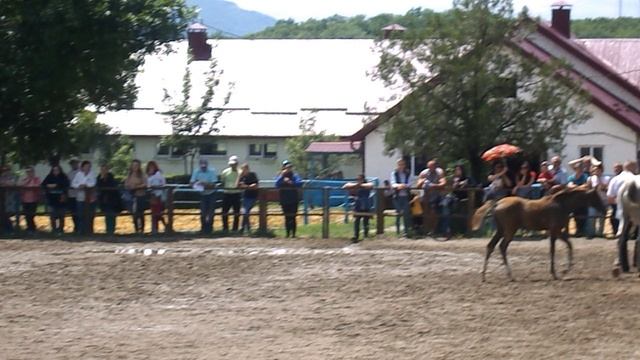 DSCN4060 Терский конный завод,Железноводск