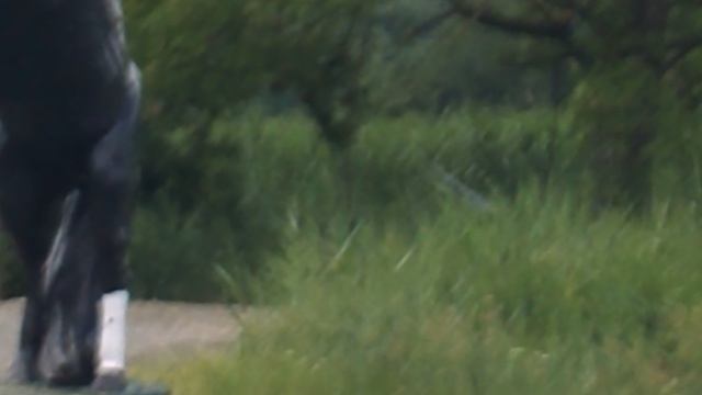 DSCN4067 Терский конный завод,Железноводск