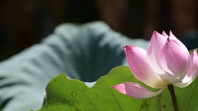 Meditazione sul Respiro - Anapanasati & Affermazioni di Guarigione di Yogananda смотреть онлайн