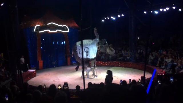VLOG #2 ЧАСТЬ 2 #цирк #circus ❤️♀️ смотреть онлайн
