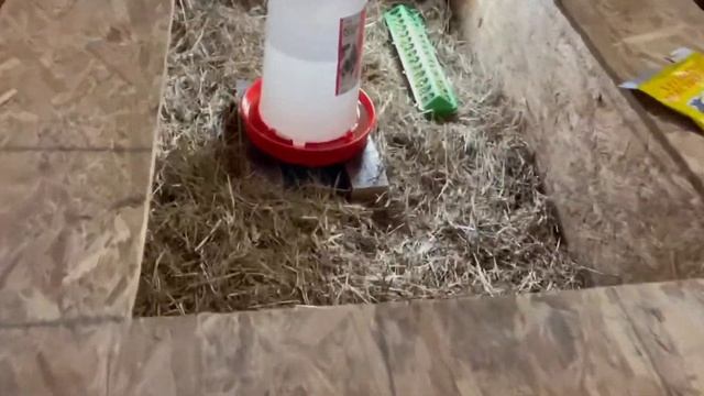 Taking care of an injured hen - Laux Family Farm смотреть онлайн