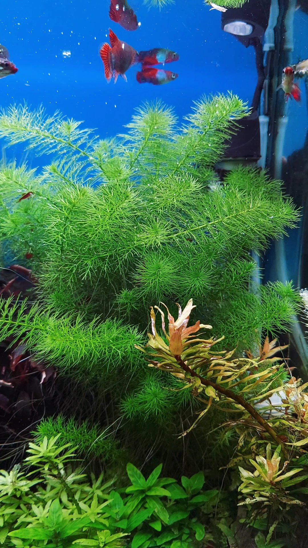 Перистолистник Гуайана #аквариумныерастения #аквариум смотреть онлайн