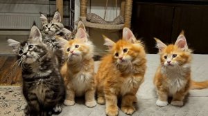 Дрессировка Мейн-Кунов.