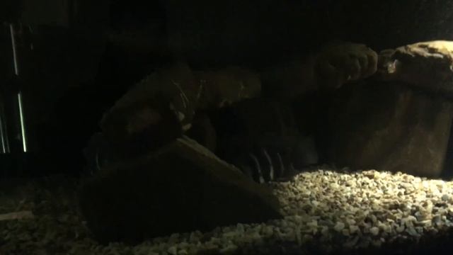Фронтоза Бурунди. Моя разводня 13.02.2019г. смотреть онлайн