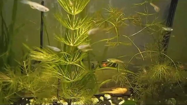 Кормлю мальков, мальки данио первое кормление❗ смотреть онлайн