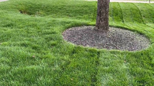 Soggy First Mow Made Me Say WOW! смотреть онлайн