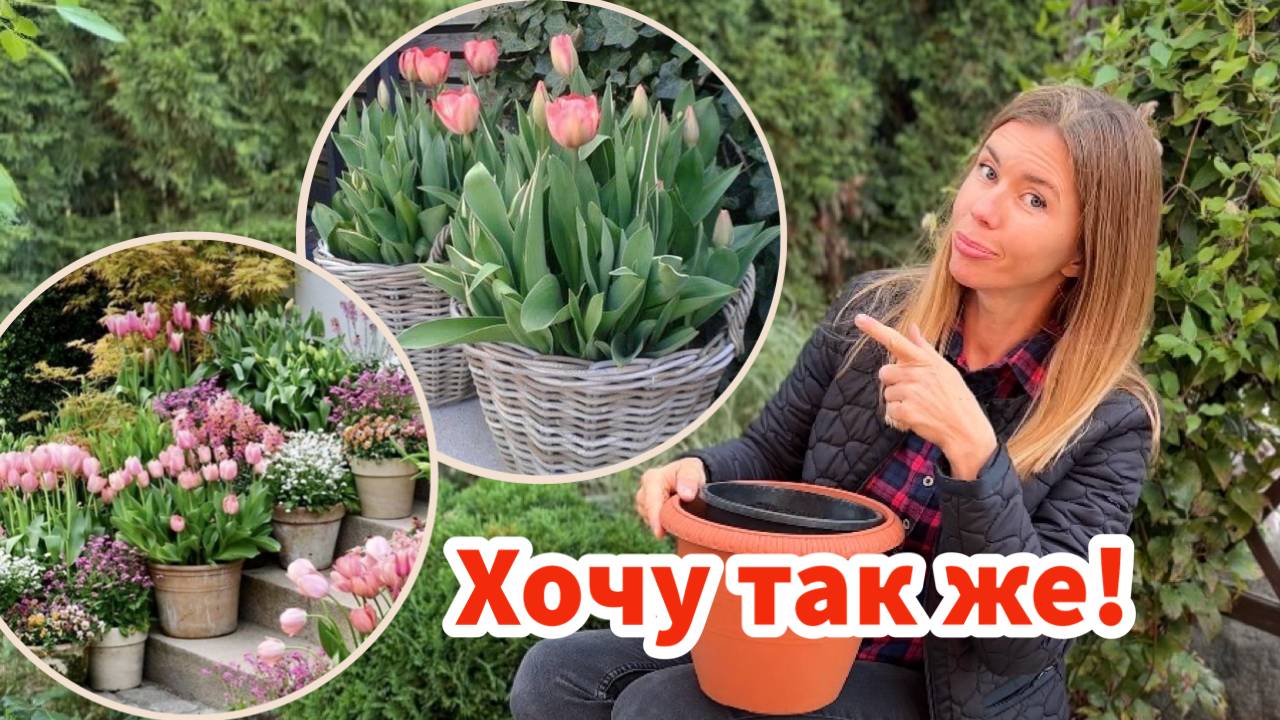 НЮАНСЫ ПОСАДКИ ТЮЛЬПАНОВ В КАШПО. Ранее цветение и всегда красивый вид вашего сада смотреть онлайн