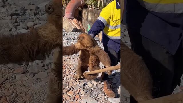 К рабочим на стройку пробрался ленивец, который был эффектно удалён в стиле «Гарри Поттера»