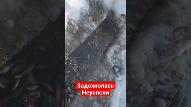 РЫБАЛКА НА ТЯГУ...Задохнулась не успели найти смотреть онлайн