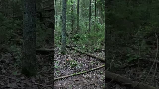 ДЛИННОНОГИЙ ГУСАР ОТКОПЫШ И ОЧЕРЕДНОЕ СОСЕДСТВО БЛАГОРОДНЫХ ГРИБОВ смотреть онлайн