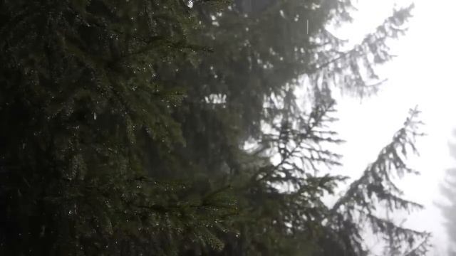 Лесные духи. смотреть онлайн