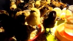 Цып-цып-цып, Мои Цыплятки