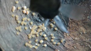 #ИКРА_рыбы 3 сутки #сапфировый_попугай #аквариум