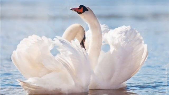 Paul Mauriat Je Ne Suis Que De L'amour Du Film Histoire D'o смотреть онлайн