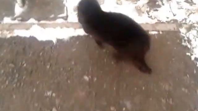 Драка рыжего с черным. смотреть онлайн