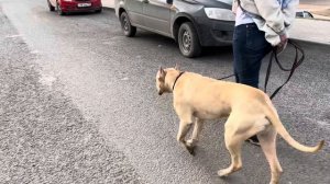 ОШЕЙНИК-ШОКЕР ДЛЯ СОБАК…ПОСЛУШАНИЕ С ПИТБУЛЕМ…КИНОЛОГ РАССКАЗЫВАЕТ КАК ПРАВИЛЬНО ОБУЧАТЬ#grafbalas