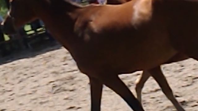 DSCN4057 Терский конный завод,Железноводск