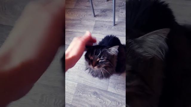 котик смотреть онлайн