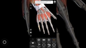 Мышцы предплечья. Часть II: задняя группа.