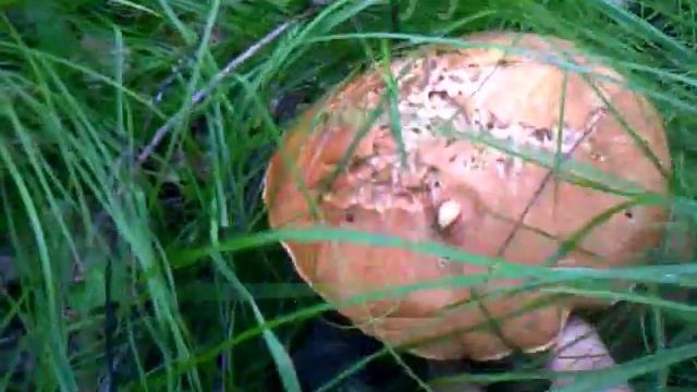 Настоящий белый гриб смотреть онлайн