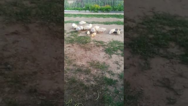 #duck смотреть онлайн