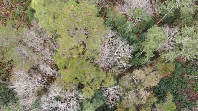 Where Did You Sleep Last Night - In The Pines - Lead Belly - Ocala National Forest Drone Footage смотреть онлайн