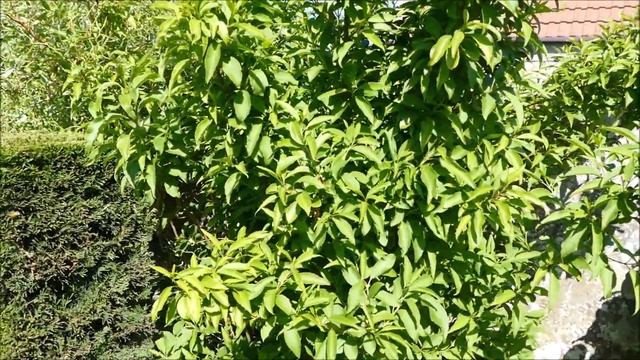 Early Summer Tour Of My Parents Garden смотреть онлайн