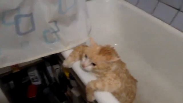 жирный коте в ванной смотреть онлайн