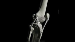 Движения костей и связок коленного сустава
Модель создана в рамках проекта «Анатомический Стандарт»