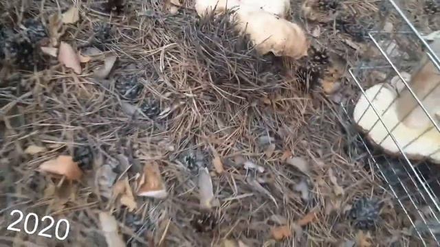 БЕЛЫЙ ГРИБ НА КРОМКЕ ЛЕСА.ТИХАЯ ОХОТА смотреть онлайн