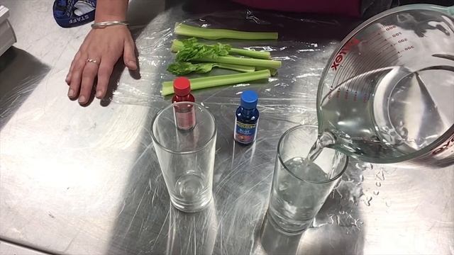 Celery Straws! - CNRL Library FAST School Holiday Workshops 2020 смотреть онлайн