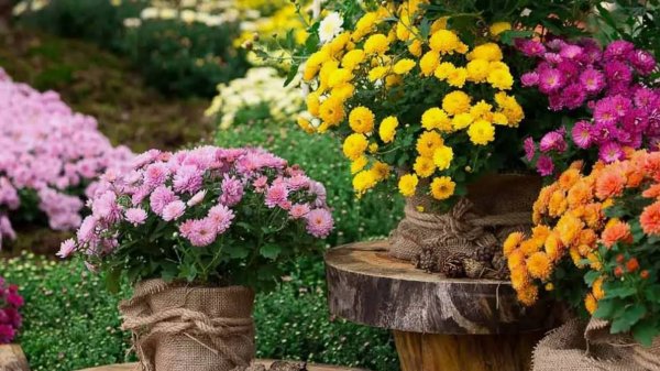 Какие цветы можно посадить под зиму