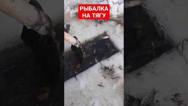 РЫБАЛКА НА ТЯГУ НА КАРАСЯ. смотреть онлайн