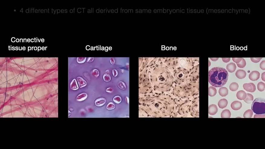 Основы гистологии смотреть онлайн