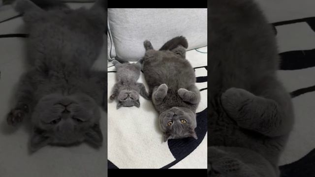 🐈🤣🔥👍
#котяра #рыжийкот #кот #кошка #котики #котята #кошечки 285